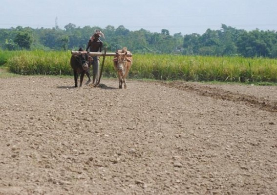  Cultivable land continues to shrink in Tripura